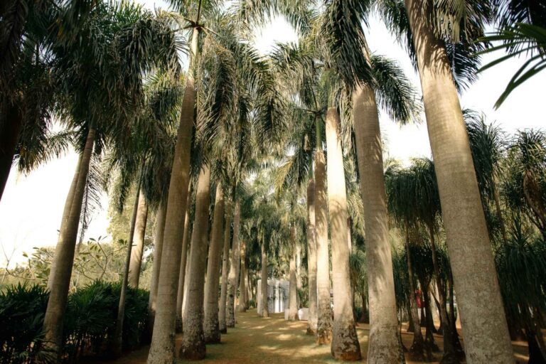 Medina Guimarães - 20 Anos em Perspectiva